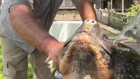 Turtle loving its outdoor bath