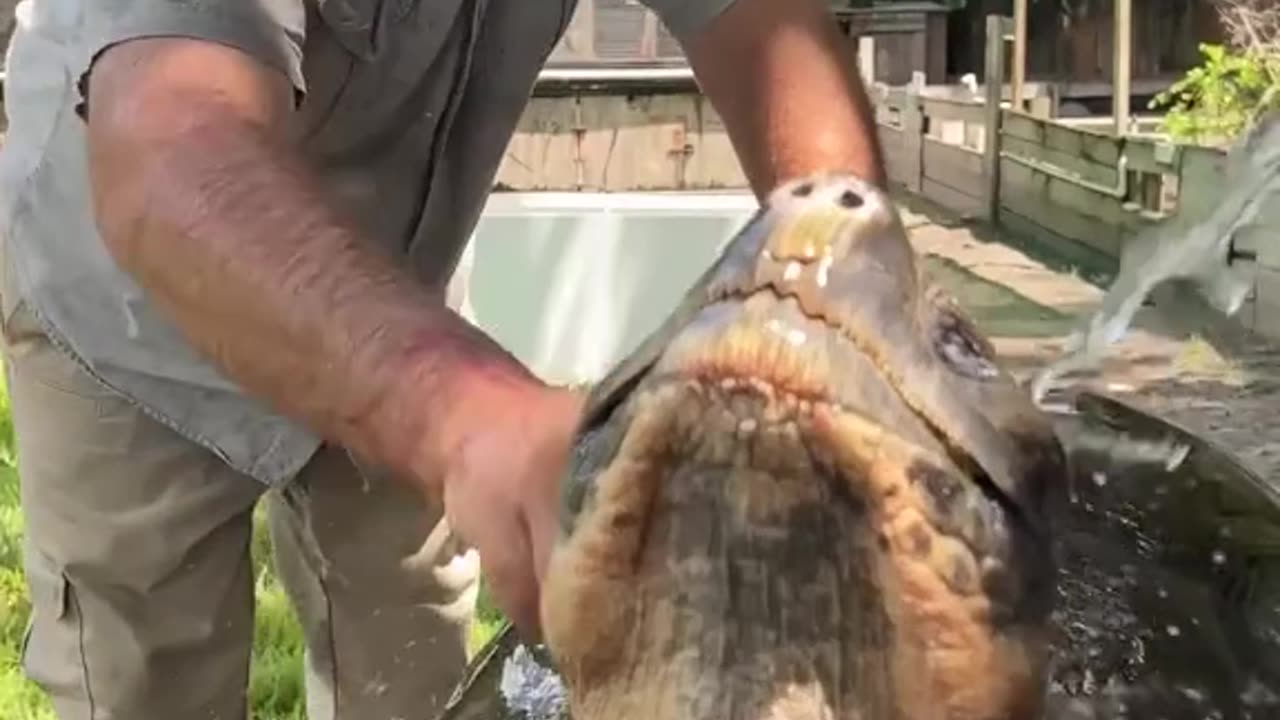 Turtle loving its outdoor bath