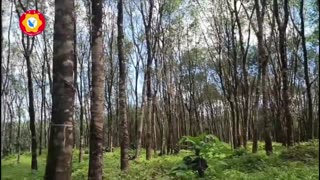 🌿💥 Myanmar War | Joint Forces Ambush Junta Soldiers in Launglon Township | RCF