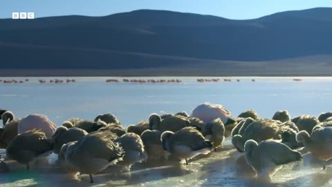 ‎Frozen Salt Lake Turns Deadly For Flamingo Chicks | BBC Earth