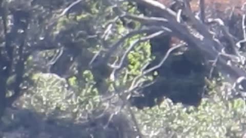 BIGFOOT & CANNIBAL GIANTS AT THE GATEWAY OF THE SAWTOOTHS
