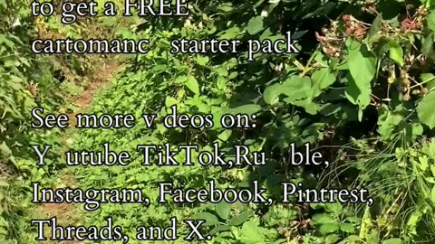 Awakening of Harmony | Path and Tarot Reading