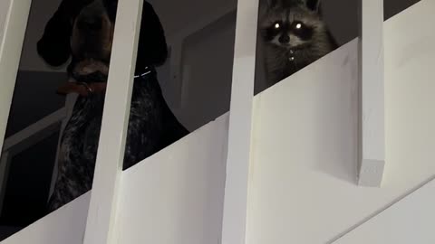 Bluetick Coonhound And Raccoon Friend Up To No Good