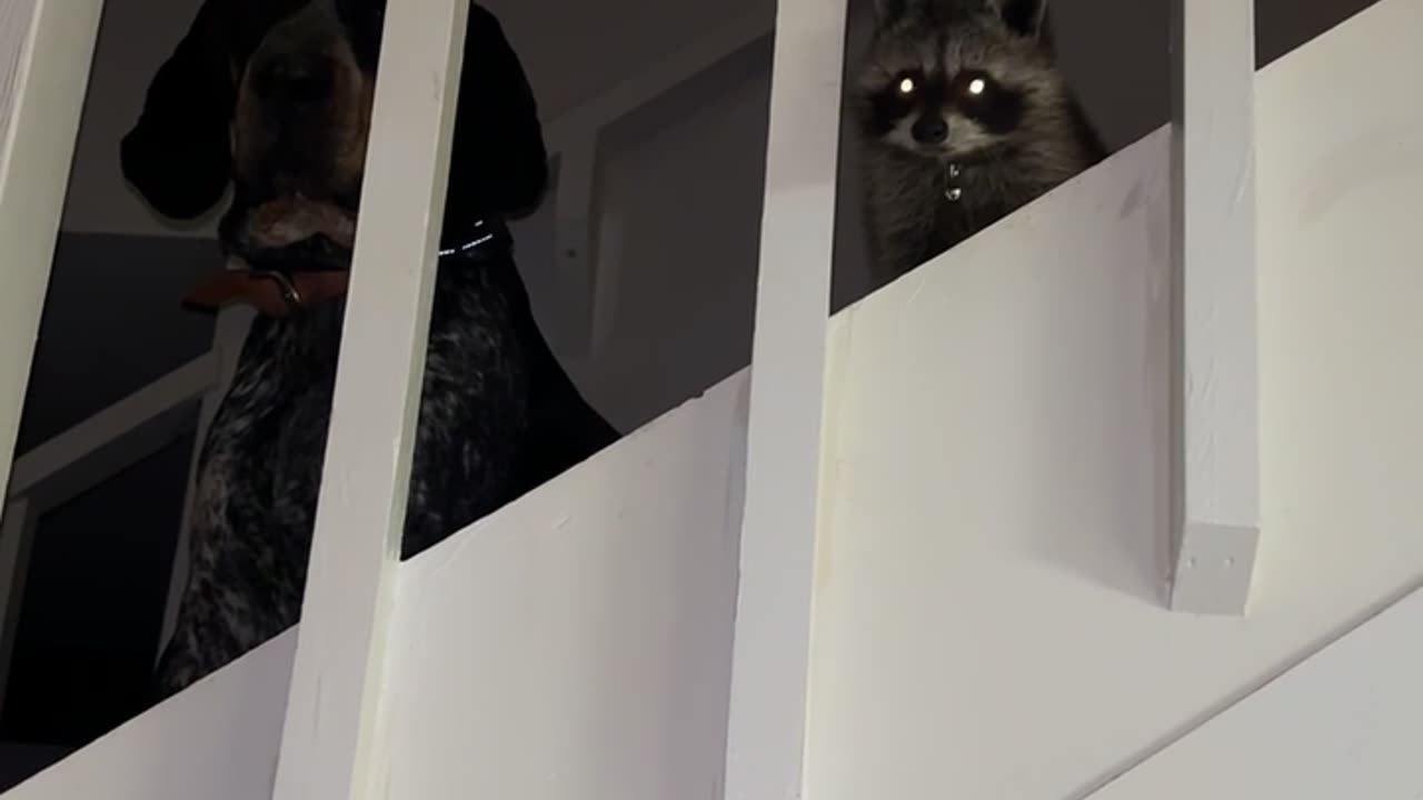 Bluetick Coonhound And Raccoon Friend Up To No Good