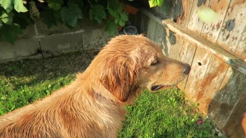 GOLDEN RETRIVER VS MINIONS