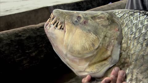 Jeremy Wade Catches Killer Goliath Tigerfish | TIGERFISH | River Monsters