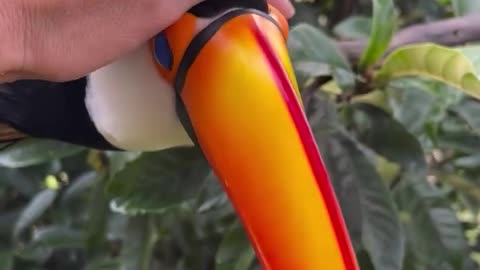 Beautiful bond between Lulua the toucan and🦜🥰♥️