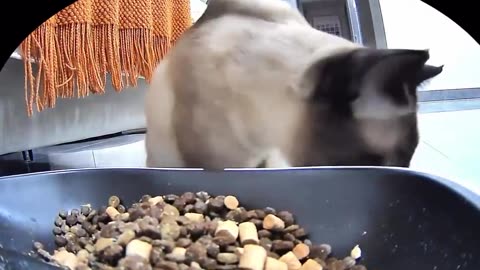 🤯✨ Adorable Cat Feeds Its Green Toy Snake! | FeedMyCuriosity