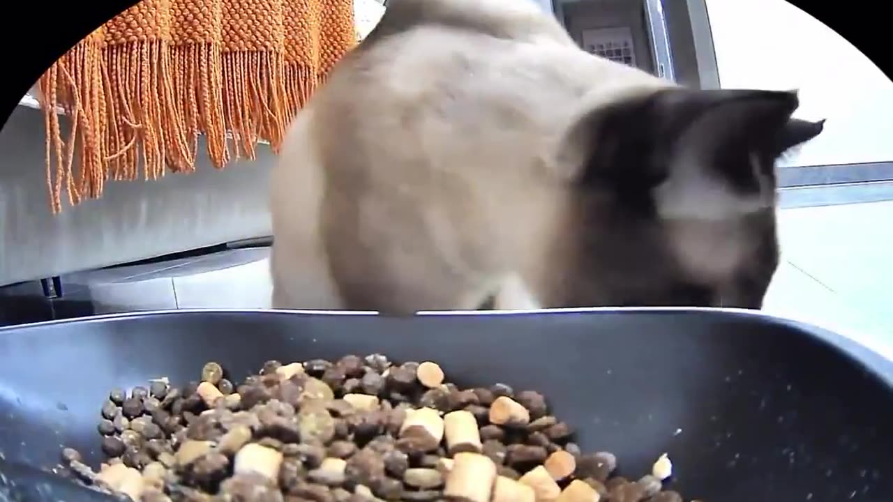 🤯✨ Adorable Cat Feeds Its Green Toy Snake! | FeedMyCuriosity