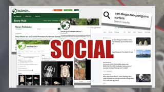 Fact Check: NO Evidence Penguins At San Diego Zoo Were Dressed Up As Surfers By Burglars