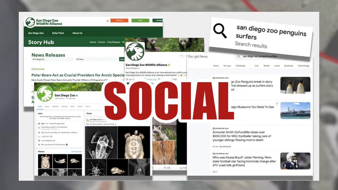 Fact Check: NO Evidence Penguins At San Diego Zoo Were Dressed Up As Surfers By Burglars