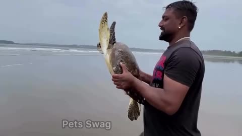 Saving a Turtle