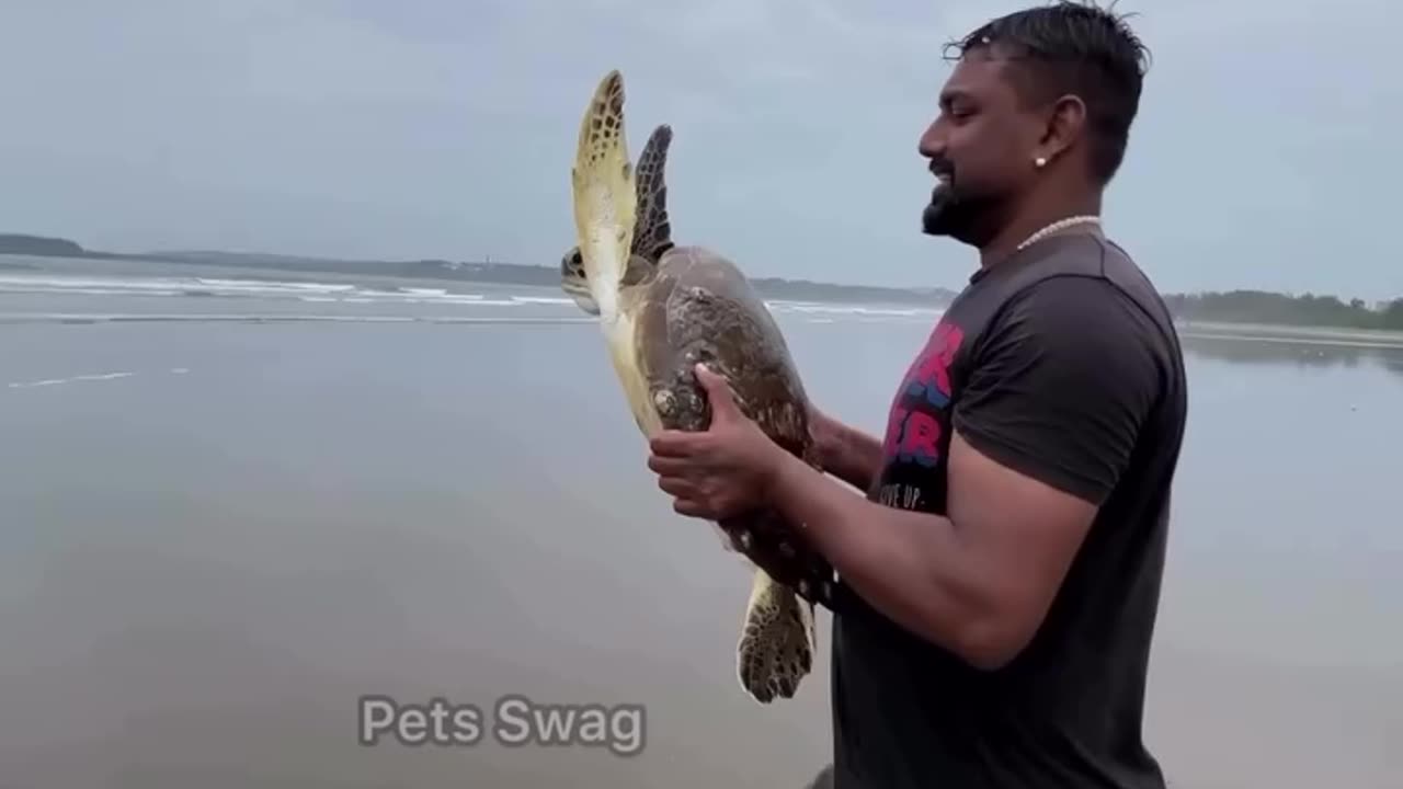 Saving a Turtle