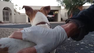 ChaCha Rayo afternoon doggie walk We spent some time in glassy area Sometimes Rayo's ok20251108599