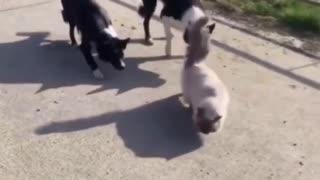 😂🐶 These Homies Must Be Guards or Stalkers! | FunFM