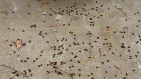 Stop Geoengineering Now