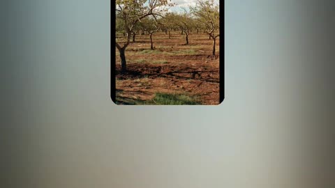 "Dry Summer Orchard" by RedSixerFan 12/1/25