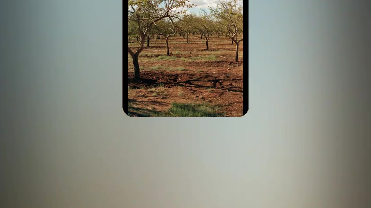 "Dry Summer Orchard" by RedSixerFan 12/1/25