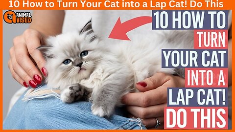 10 How to Turn Your Cat into a Lap Cat! Do This 🐾 | Animal Vised