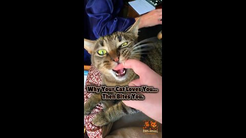 Petting Turns to Biting? Here’s What Your Cat Is Really Saying
