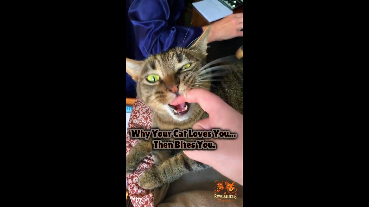 Petting Turns to Biting? Here’s What Your Cat Is Really Saying