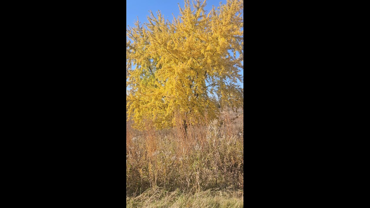 Golden Autumn Tree 🌳