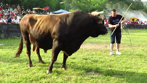 Korida kod Selvera Karića Putovići 2024