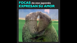 El amor entre focas en un zoo japonés cautiva a los visitantes