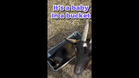 It’s a baby goat in a bucket. What could be cuter?