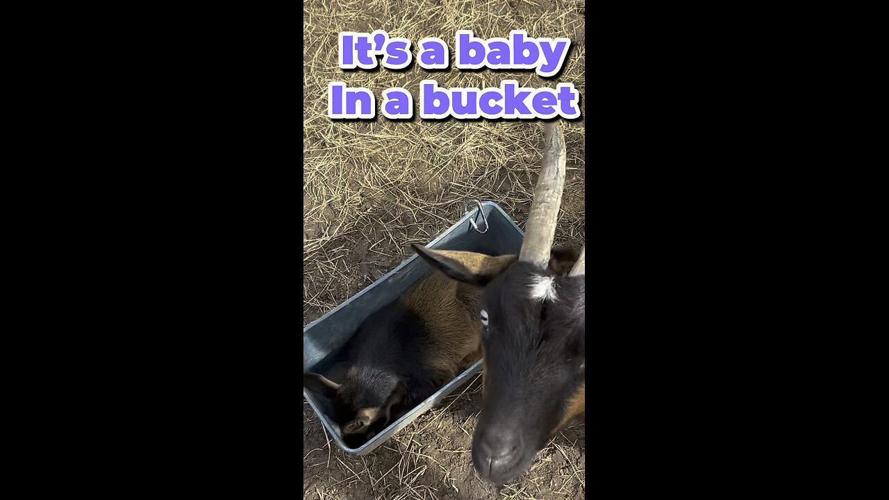 It’s a baby goat in a bucket. What could be cuter?