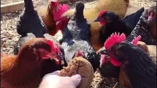 Chickens try a molasses cookie.
