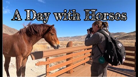 Exploring The Desert and Walking with the Wild Horses