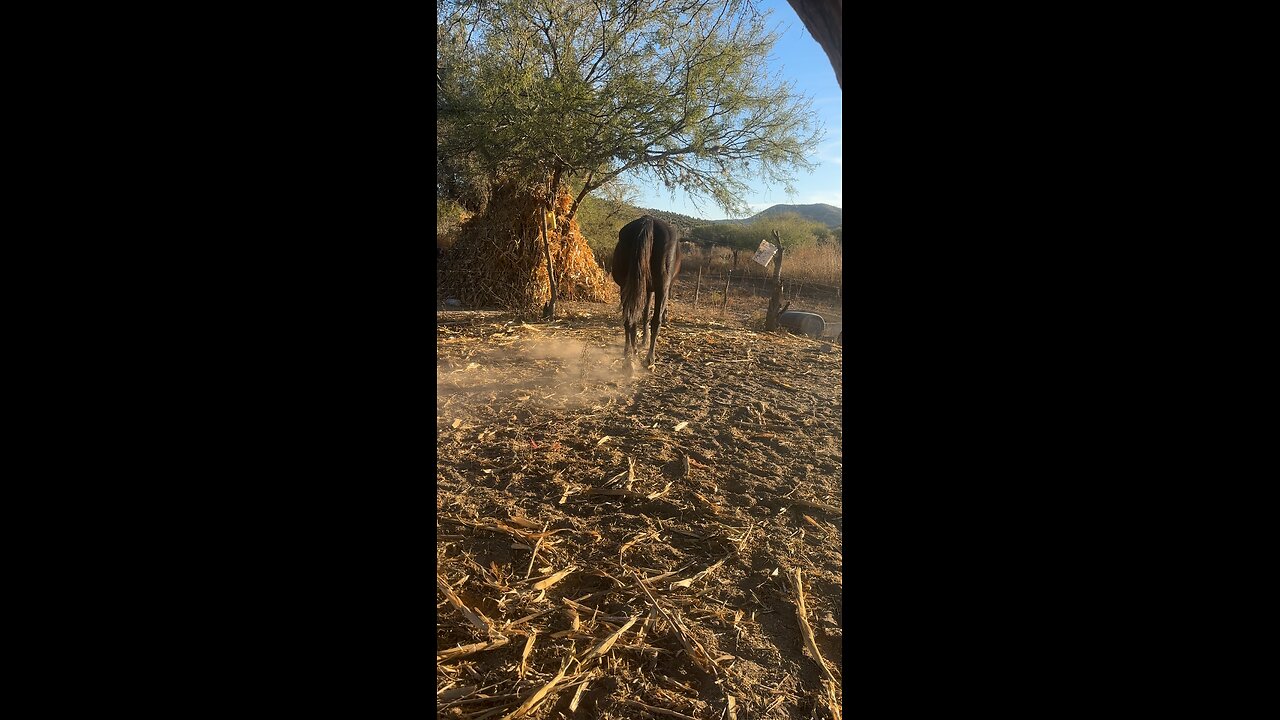 Average day at the ranch in Norther Mexico. 🇲🇽