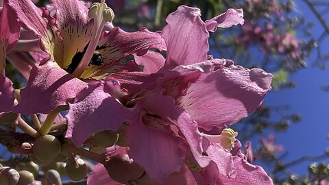 Silk Floss Tree October 12 2025