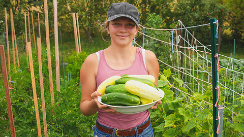 Harvesting My Organic Cucumbers & Making Pickles