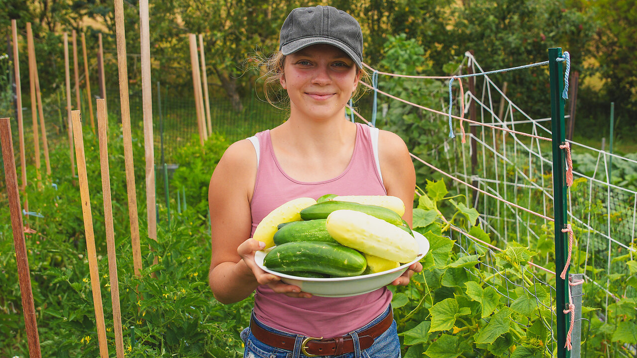Harvesting My Organic Cucumbers & Making Pickles