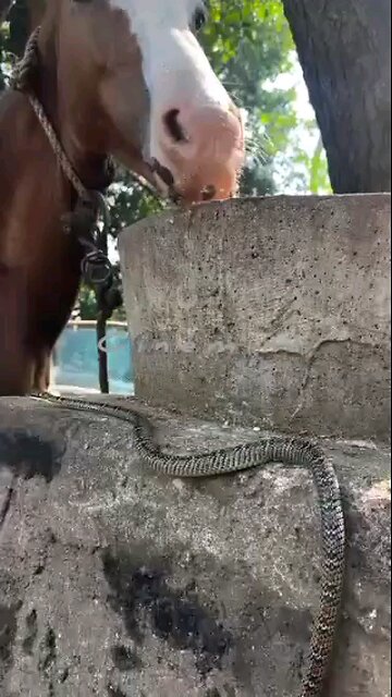 live wildlife The life story of a brave snake vs horse horse