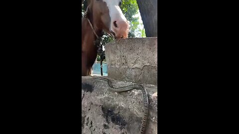 live wildlife The life story of a brave snake vs horse horse