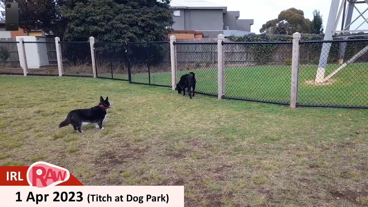 1 Apr 2023 - Titch the Borgi at Dog Park