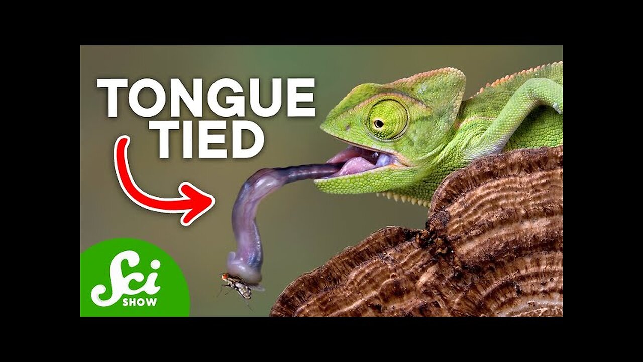 7 Strange Animal Tongues You Have to See to Believe