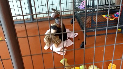 Minnie obviously loves her new toy!