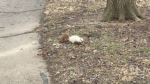 Friendly white squirrel