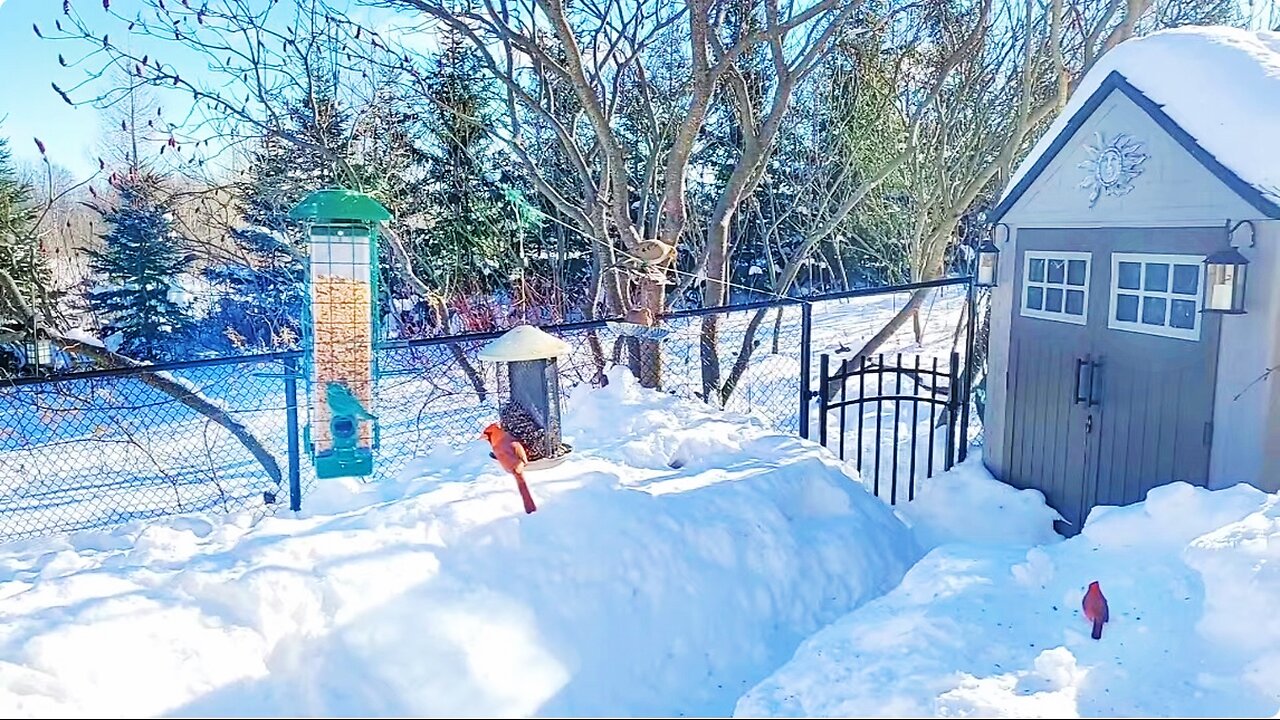 🔴 Live Cam Bird Feeder - Winter Snowy Countryside Backyard Birds Squirrels Rabbit watching