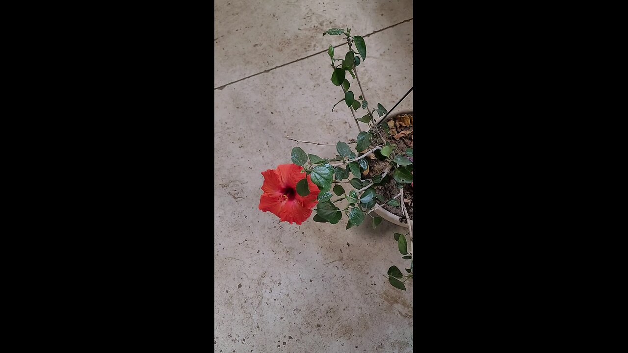 hibiscus 🌺