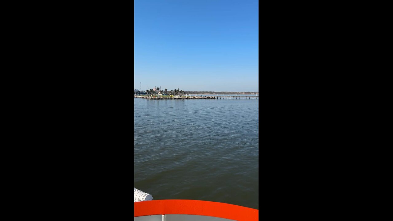 Dolphins saying hello in Galveston