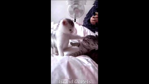 animal's funny video