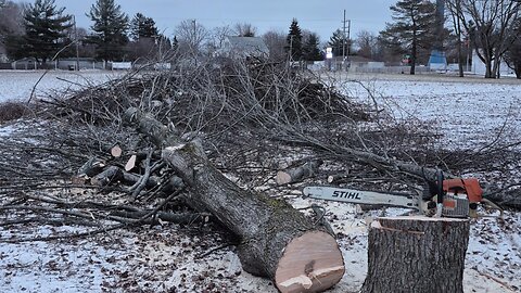 Cold Winter Maple Tree Felling