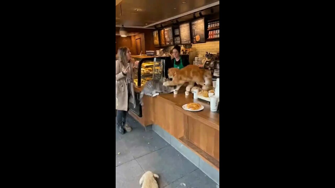 cat day
