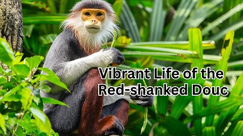 Dressed in Rainbows: The Vibrant Life of the Red-shanked Douc
