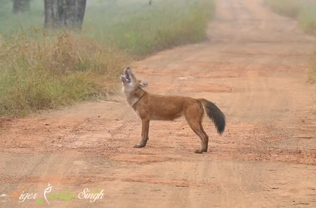A Dhole (Asiatic Wild Dog) Pausing on a Forest Trail